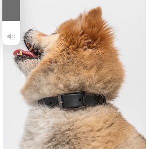 Wild One Dog Collar
